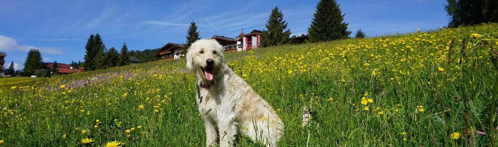 Hund sitzt in Blumenwiese