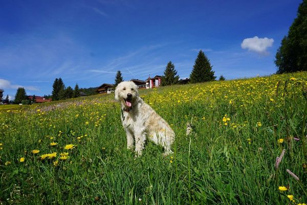 Hund sitzt in Blumenwiese