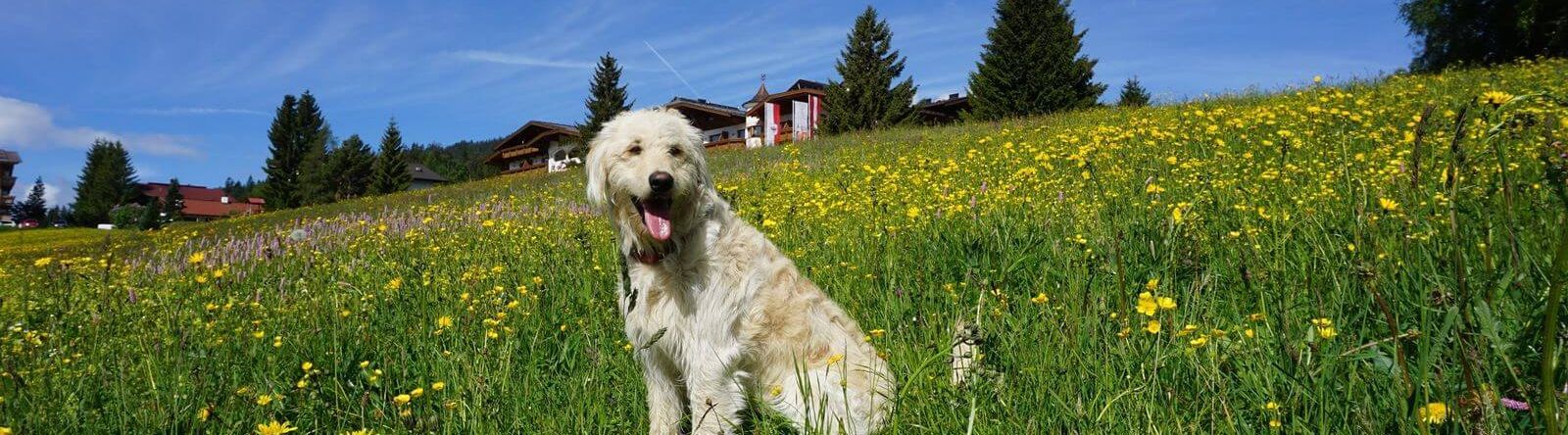 Urlaub mit Hund in Seefeld Tirol Löwen Chalets
