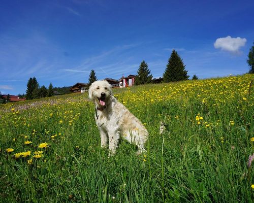 Hund sitzt in Blumenwiese