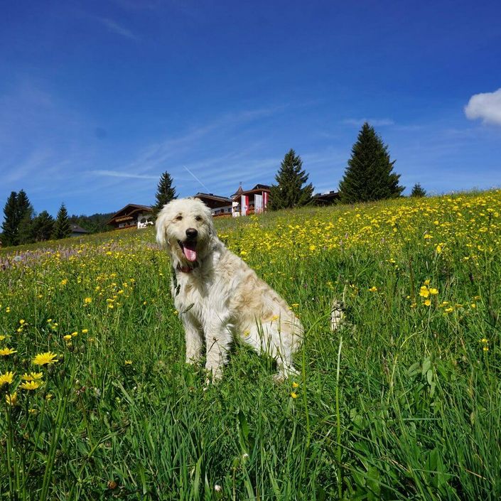 Hund sitzt in Blumenwiese