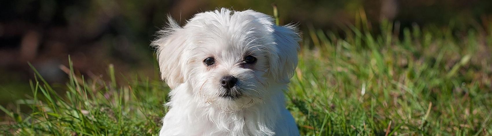 Malteser Hund in grüner Wiese