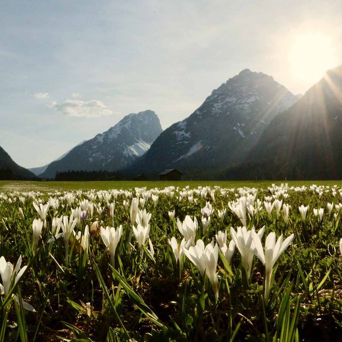 Wiese mit Krokussen