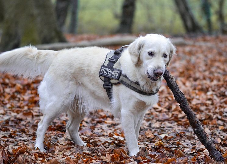 Hund mit Ast im Maul