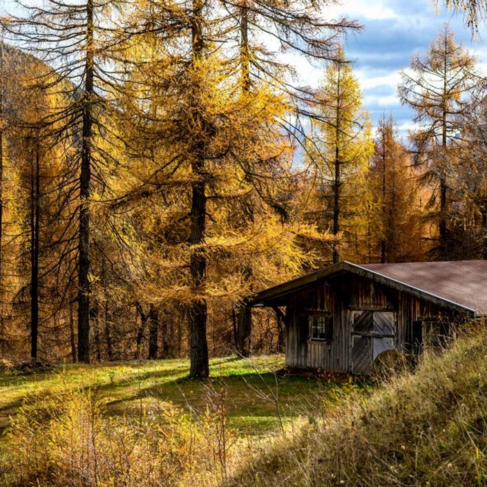 Goldener Lärchenwald im Herbst