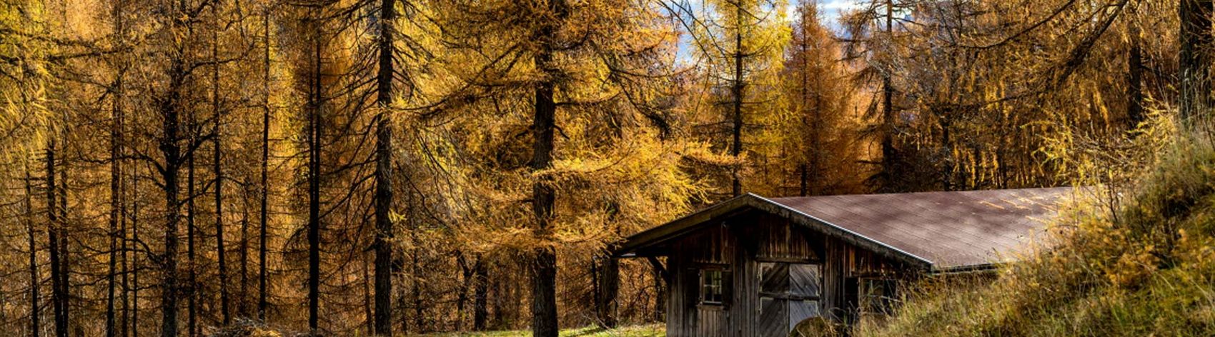 Goldener Lärchenwald im Herbst