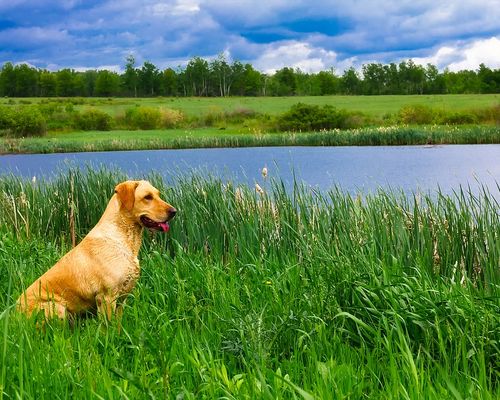 Hund sitzt in Wiese vor See